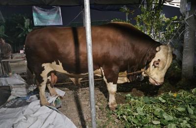 Sigemblung, Sapi Presiden Prabowo Untuk Warga Batang Sudah Diantar