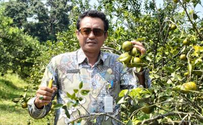 Agrowisata Clapar Siap Manjakan Pecinta Jeruk