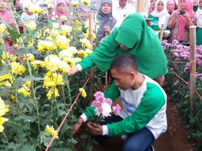 Era Baru Agribisnis di Batang :  Bupati Panen Krisan di Desa Wonobodro