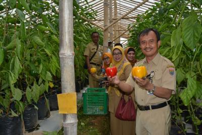 Paprika Gapoktan Peni Murni Ekspor ke Singapura