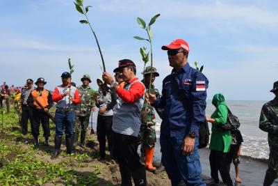 PMI Batang Tanam 1500 Mangrove di Pesisir pantai Siklayu Gringising