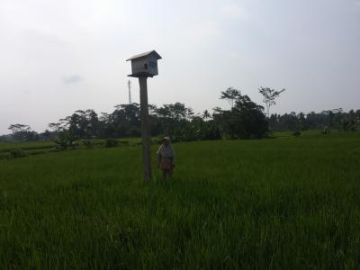 Rubuha Cara Praktis Meringkus Hama Tikus