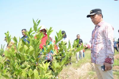 Bupati Batang Bersama Petani Desa Pesaren, Rintis Agrowisata Jeruk 