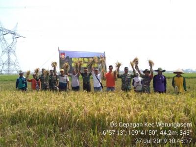 Kodim 0736/Batang Panen Bersama di Lahan Demplot 