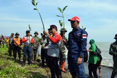 PMI Batang Tanam 1500 Mangrove di Pesisir Pantai Siklayu Gringising